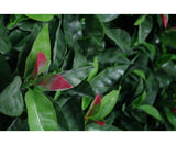 Photinia (Red Robin) Leaf Screens / Panels UV Stabilised 1m X 1m - JVEES