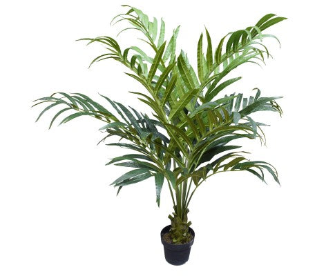 Kentia Palm Tree 150cm - JVEES