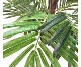 Kentia Palm Tree 150cm - JVEES